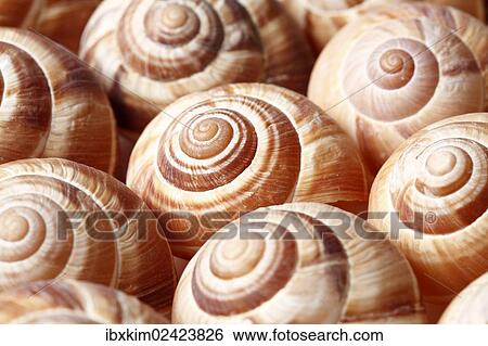 Stock Photograph - Snail housing. Fotosearch