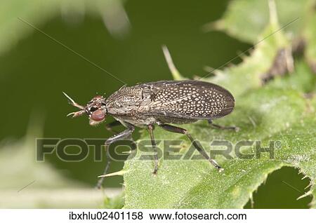 "Snail-killing Fly (Coremacera marginata), Untergroeningen, Baden-Wuerttemberg, Germany, Europe" View Large Photo Image Stock Photo - "Snail-killing Fly (Coremacera marginata), Untergroeningen, Baden-Wuerttemberg, Germany, Europe". Fotosearch