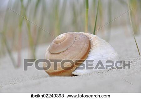 "Snail shell in the sand, beach on the North Sea, St. Peter-Ording, Schleswig-Holstein, Germany, Europe" View Large Photo Image Stock Image - "Snail shell in the sand, beach on the North Sea, St. Peter-Ording, Schleswig-Holstein, Germany, Europe". Fotosearch