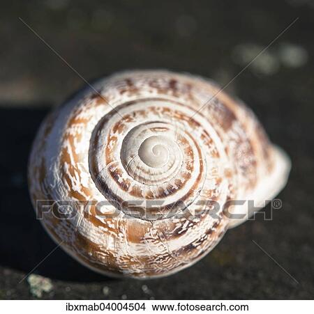 Snail shell View Large Photo Image Picture - Snail shell. Fotosearch