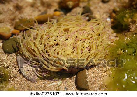 Stock Image - "Snakelocks anemone (Anemonia sulcata), French Atlantic Coast near Saint-Jean-de-Luz, Aquitaine, Departement Pyrenees-Atlantiques, France, Europe". Fotosearch
