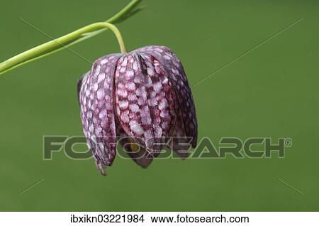"Snake's Head Fritillary (Fritillaria meleagris), Tangstedt, Schleswig-Holstein, Germany, Europe" View Large Photo Image Picture - "Snake's Head Fritillary (Fritillaria meleagris), Tangstedt, Schleswig-Holstein, Germany, Europe". Fotosearch