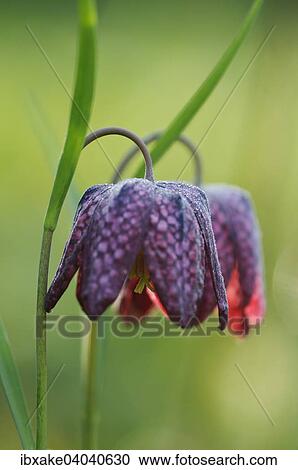 Stock Image - Snake's Head Fritillary (Fritillaria meleagris). Fotosearch