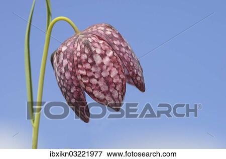 "Snake's Head Fritillary (Fritillaria meleagris), Tangstedt, Schleswig-Holstein, Germany, Europe" View Large Photo Image Stock Photo - "Snake's Head Fritillary (Fritillaria meleagris), Tangstedt, Schleswig-Holstein, Germany, Europe". Fotosearch