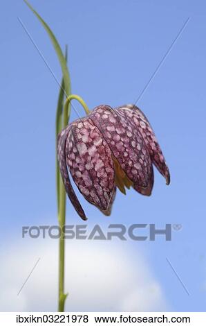"Snake's Head Fritillary (Fritillaria meleagris), Tangstedt, Schleswig-Holstein, Germany, Europe" View Large Photo Image Stock Photo - "Snake's Head Fritillary (Fritillaria meleagris), Tangstedt, Schleswig-Holstein, Germany, Europe". Fotosearch