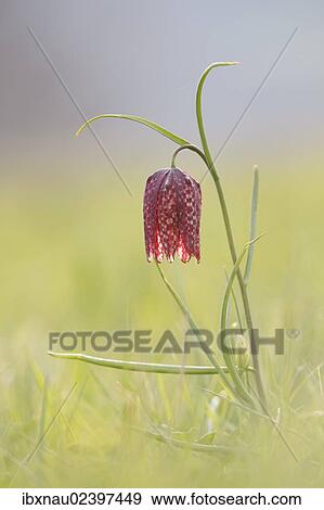 "Snake's Head Fritillary, Fritillary or Chess Flower (Fritillaria meleagris), Central Hesse, Hesse, Germany, Europe" View Large Photo Image Stock Photo - "Snake's Head Fritillary, Fritillary or Chess Flower (Fritillaria meleagris), Central Hesse, Hesse, Germany, Europe". Fotosearch