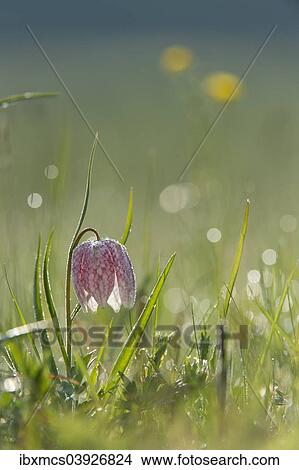 "Snake's Head Fritillary or Chess Flower (Fritillaria meleagris), North Hesse, Hesse, Germany, Europe" View Large Photo Image Picture - "Snake's Head Fritillary or Chess Flower (Fritillaria meleagris), North Hesse, Hesse, Germany, Europe". Fotosearch