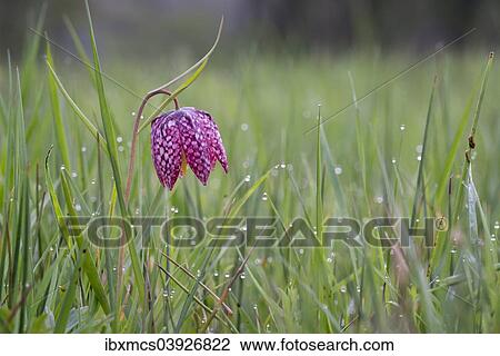 Stock Image - "Snake's Head Fritillary or Chess Flower (Fritillaria meleagris), North Hesse, Hesse, Germany, Europe". Fotosearch