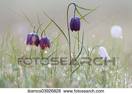 "Snake's Head Fritillary or Chess Flower (Fritillaria meleagris), North Hesse, Hesse, Germany, Europe" View Large Photo Image Stock Photo - "Snake's Head Fritillary or Chess Flower (Fritillaria meleagris), North Hesse, Hesse, Germany, Europe". Fotosearch