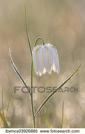 "Snake's Head Fritillary or Chess Flower (Fritillaria meleagris), North Hesse, Hesse, Germany, Europe" View Large Photo Image Stock Photography - "Snake's Head Fritillary or Chess Flower (Fritillaria meleagris), North Hesse, Hesse, Germany, Europe". Fotosearch