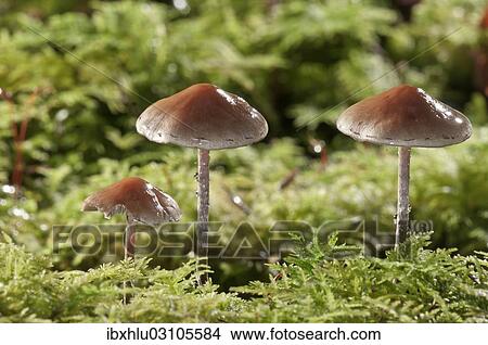 "Snakeskin Brownie (Hypholoma marginatum), Untergroningen, Abtsgmuend, Baden-Wurttemberg, Germany, Europe" View Large Photo Image Picture - "Snakeskin Brownie (Hypholoma marginatum), Untergroningen, Abtsgmuend, Baden-Wurttemberg, Germany, Europe". Fotosearch