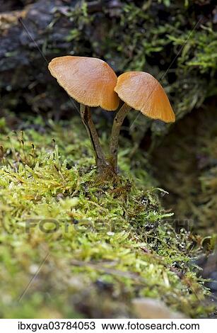 Stock Image - "Snakeskin Brownie (Hypholoma marginatum), inedible, Switzerland, Europe". Fotosearch