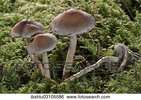 "Snakeskin Brownie (Hypholoma marginatum), Untergroningen, Abtsgmuend, Baden-Wurttemberg, Germany, Europe" View Large Photo Image Stock Photograph - "Snakeskin Brownie (Hypholoma marginatum), Untergroningen, Abtsgmuend, Baden-Wurttemberg, Germany, Europe". Fotosearch