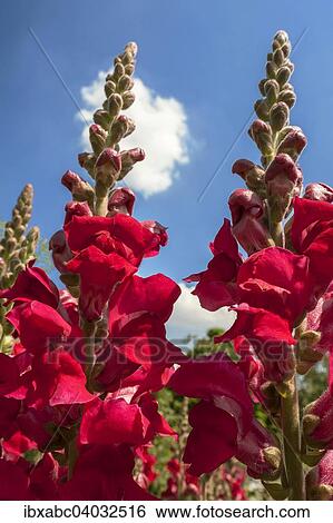Snapdragon (Antirrhinum majus) View Large Photo Image Stock Photograph - Snapdragon (Antirrhinum majus). Fotosearch