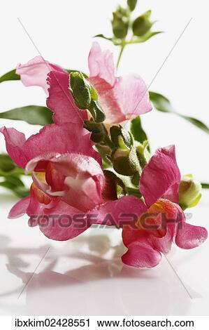 Snapdragons (Antirrhinum) View Large Photo Image Stock Image - Snapdragons (Antirrhinum). Fotosearch
