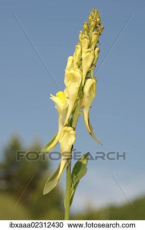 "Snapdragons, Dragon flower (Antirrhinum), Baikal, Siberia, Russian Federation, Eurasia" View Large Photo Image Stock Image - "Snapdragons, Dragon flower (Antirrhinum), Baikal, Siberia, Russian Federation, Eurasia". Fotosearch