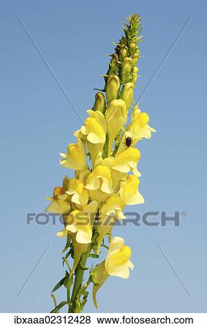 "Snapdragons, Dragon flower (Antirrhinum), Baikal, Siberia, Russian Federation, Eurasia" View Large Photo Image Stock Photo - "Snapdragons, Dragon flower (Antirrhinum), Baikal, Siberia, Russian Federation, Eurasia". Fotosearch