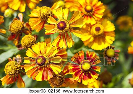 Stock Photograph - "Sneezeweed (Helenium), flowers, yellow and orange, Germany, Europe". Fotosearch