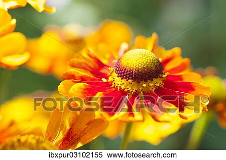 "Sneezeweed (Helenium), flowers, yellow and orange, Saxony, Germany, Europe" View Large Photo Image Stock Photography - "Sneezeweed (Helenium), flowers, yellow and orange, Saxony, Germany, Europe". Fotosearch