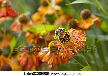"Sneezeweed (Helenium) with honeybee, Oberbayern, Bavaria, Germany, Europe" View Large Photo Image Stock Photography - "Sneezeweed (Helenium) with honeybee, Oberbayern, Bavaria, Germany, Europe". Fotosearch