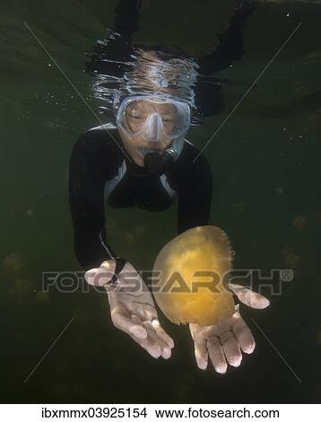 Picture - "Snorkelling woman watching a Golden Medusa (Mastigias papua), Jellyfish Lake, inland saltwater lake, Eil Malk, Palau, Oceania". Fotosearch
