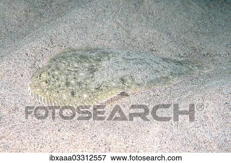 "Snouted Sole (Pegusa nasuta), Black Sea, Crimea, Crimea, Ukraine, Europe" View Large Photo Image Stock Photo - "Snouted Sole (Pegusa nasuta), Black Sea, Crimea, Crimea, Ukraine, Europe". Fotosearch
