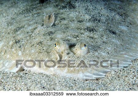 "Snouted Sole (Pegusa nasuta), Black Sea, Crimea, Crimea, Ukraine, Europe" View Large Photo Image Stock Photo - "Snouted Sole (Pegusa nasuta), Black Sea, Crimea, Crimea, Ukraine, Europe". Fotosearch