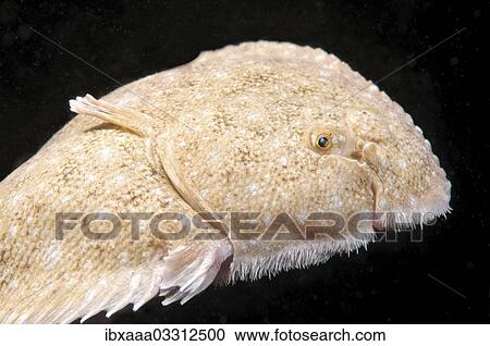 "Snouted sole (Solea lascaris nasuta, Solea nasuta), Black Sea, Crimea, Ukraine, Europe" View Large Photo Image Stock Image - "Snouted sole (Solea lascaris nasuta, Solea nasuta), Black Sea, Crimea, Ukraine, Europe". Fotosearch