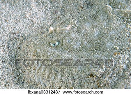 "Snouted Sole (Solea lascaris nasuta, Solea nasuta), Black Sea, Crimea, Ukraine, Europe" View Large Photo Image Stock Photo - "Snouted Sole (Solea lascaris nasuta, Solea nasuta), Black Sea, Crimea, Ukraine, Europe". Fotosearch