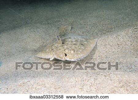 Stock Photo - "Snouted Sole (Solea lascaris nasuta, Solea nasuta), Black Sea, Crimea, Ukraine, Europe". Fotosearch
