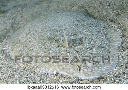 "Snouted sole (Solea lascaris nasuta, Solea nasuta), Black Sea, Crimea, Ukraine, Europe" View Large Photo Image Stock Photograph - "Snouted sole (Solea lascaris nasuta, Solea nasuta), Black Sea, Crimea, Ukraine, Europe". Fotosearch