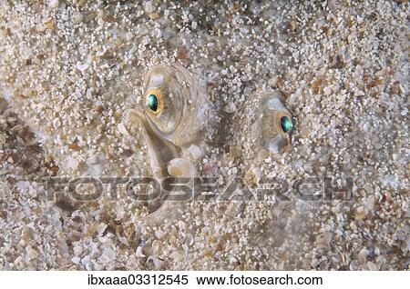 "Snouted Sole (Solea lascaris nasuta, Solea nasuta), Black Sea, Crimea, Ukraine, Europe" View Large Photo Image Stock Photography - "Snouted Sole (Solea lascaris nasuta, Solea nasuta), Black Sea, Crimea, Ukraine, Europe". Fotosearch