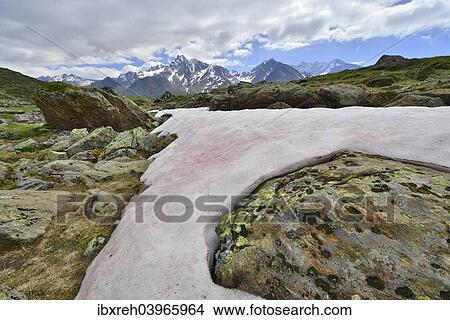 "Snow Alga or Snow Algae (Chlamydomonas nivalis), Kaunergrat Range at the back, Seeles See lake, Kaunertal Valley, Tyrol, Austria, Europe" View Large Photo Image Picture - "Snow Alga or Snow Algae (Chlamydomonas nivalis), Kaunergrat Range at the back, Seeles See lake, Kaunertal Valley, Tyrol, Austria, Europe". Fotosearch