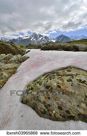 "Snow Alga or Snow Algae (Chlamydomonas nivalis), Kaunergrat Range at the back, Seeles See lake, Kaunertal Valley, Tyrol, Austria, Europe" View Large Photo Image Stock Photo - "Snow Alga or Snow Algae (Chlamydomonas nivalis), Kaunergrat Range at the back, Seeles See lake, Kaunertal Valley, Tyrol, Austria, Europe". Fotosearch
