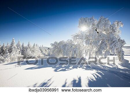Stock Image - "Snow-covered Beeches (Fagus sp. ) and Firs (Abies sp. ), Mt Schauinsland, Freiburg im Breisgau, Black Forest, Baden-Wurttemberg, Germany, Europe". Fotosearch