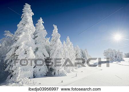 "Snow-covered Beeches (Fagus sp. ) and Firs (Abies sp. ), Mt Schauinsland, Freiburg im Breisgau, Black Forest, Baden-Wurttemberg, Germany, Europe" View Large Photo Image Stock Photo - "Snow-covered Beeches (Fagus sp. ) and Firs (Abies sp. ), Mt Schauinsland, Freiburg im Breisgau, Black Forest, Baden-Wurttemberg, Germany, Europe". Fotosearch