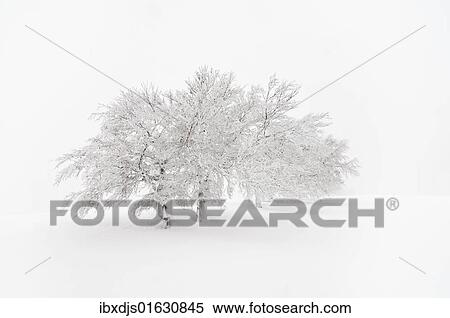 Stock Photography - "Snow-covered beeches on Mt. Schauinsland, Southern Black Forest, Black Forest, Baden-Wuerttemberg, Germany, Europe". Fotosearch