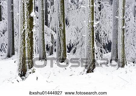 "Snow-covered coniferous forest, Lindenberg, Switzerland, Europe" View Large Photo Image Stock Photo - "Snow-covered coniferous forest, Lindenberg, Switzerland, Europe". Fotosearch