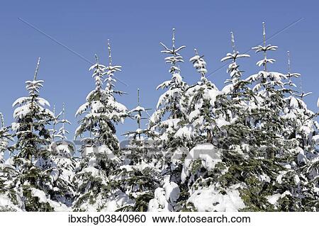 "Snow-covered fir trees, Mt Kahler Asten, Sauerland region, North Rhine-Westphalia, Germany, Europe" View Large Photo Image Stock Image - "Snow-covered fir trees, Mt Kahler Asten, Sauerland region, North Rhine-Westphalia, Germany, Europe". Fotosearch