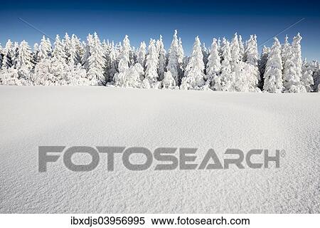 "Snow-covered Firs (Abies sp. ), Mt Schauinsland, Freiburg im Breisgau, Black Forest, Baden-Wurttemberg, Germany, Europe" View Large Photo Image Stock Photography - "Snow-covered Firs (Abies sp. ), Mt Schauinsland, Freiburg im Breisgau, Black Forest, Baden-Wurttemberg, Germany, Europe". Fotosearch