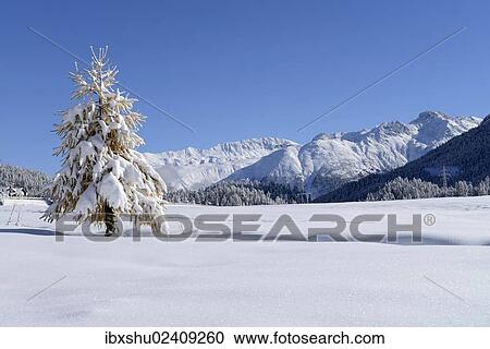 "Snow-covered Larch (Larix) in a fresh snow-covered landscape, Silvaplana, Engadine, Grisons, Switzerland, Europe" View Large Photo Image Stock Image - "Snow-covered Larch (Larix) in a fresh snow-covered landscape, Silvaplana, Engadine, Grisons, Switzerland, Europe". Fotosearch