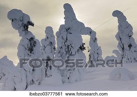 "Snow covered mountain pines in a winter storm in Rukatunturi, Kuusamo, Lapland, Finland, Europe" View Large Photo Image Stock Image - "Snow covered mountain pines in a winter storm in Rukatunturi, Kuusamo, Lapland, Finland, Europe". Fotosearch