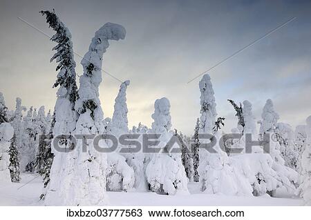 "Snow covered mountain pines in a winter storm in Rukatunturi, Kuusamo, Lapland, Finland, Europe" View Large Photo Image Stock Image - "Snow covered mountain pines in a winter storm in Rukatunturi, Kuusamo, Lapland, Finland, Europe". Fotosearch