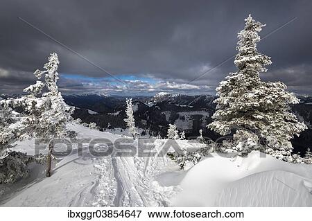 Stock Photo - "Snow-covered Mountain Pines (Pinus mugo) with a ski touring trail, Mt Wildkamm, Niederalpl, Murzsteg Alps, Styria, Austria, Europe". Fotosearch