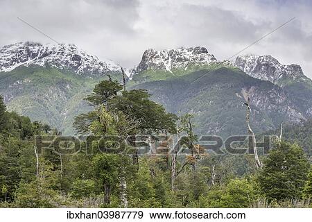 "Snow-covered mountains and a cold rain forest, Carretera Austral, Chaiten, Los Lagos Region, Chile, South America" View Large Photo Image Stock Photo - "Snow-covered mountains and a cold rain forest, Carretera Austral, Chaiten, Los Lagos Region, Chile, South America". Fotosearch