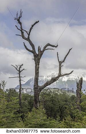 "Snow-covered mountains and a dead tree, Carretera Austral, Chaiten, Los Lagos Region, Chile, South America" View Large Photo Image Stock Photography - "Snow-covered mountains and a dead tree, Carretera Austral, Chaiten, Los Lagos Region, Chile, South America". Fotosearch