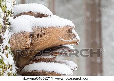 "Snow-covered Oyster Mushrooms (Pleurotus ostreatus), Hesse, Germany, Europe" View Large Photo Image Stock Image - "Snow-covered Oyster Mushrooms (Pleurotus ostreatus), Hesse, Germany, Europe". Fotosearch