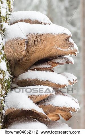 "Snow-covered Oyster Mushrooms (Pleurotus ostreatus), Hesse, Germany, Europe" View Large Photo Image Stock Image - "Snow-covered Oyster Mushrooms (Pleurotus ostreatus), Hesse, Germany, Europe". Fotosearch