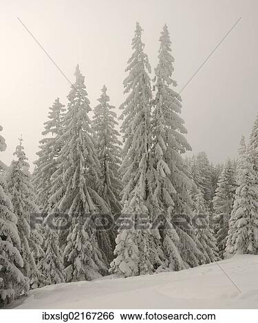 Stock Photograph - "Snow-covered pine trees, Spruces (Picea abies) in a winter forest, near Elbach, Leitzachtal, Bavaria, Germany, Europe". Fotosearch