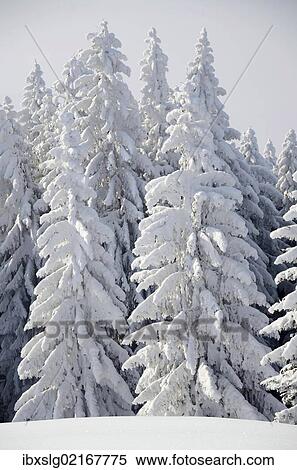 "Snow-covered pine trees, Spruces (Picea abies) in a winter forest, near Elbach, Leitzachtal, Bavaria, Germany, Europe" View Large Photo Image Stock Photography - "Snow-covered pine trees, Spruces (Picea abies) in a winter forest, near Elbach, Leitzachtal, Bavaria, Germany, Europe". Fotosearch